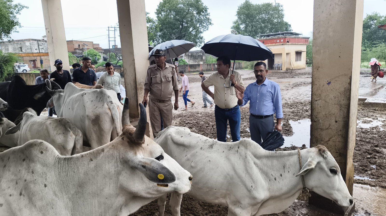 हमीरपुर :जिलाधिकारी द्वारा विकास खण्ड मुस्करा के दामू पुरवा स्थित वृहद गौ संरक्षण केंद्र का औचक निरीक्षण; व्यवस्थाओं को दुरुस्त करने के कड़े निर्देश