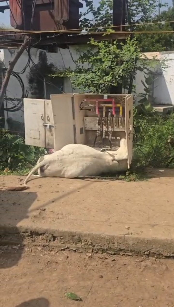 लापरवाही का करंट: खुले बिजली बॉक्स की चपेट में आकर गाय की मौत
