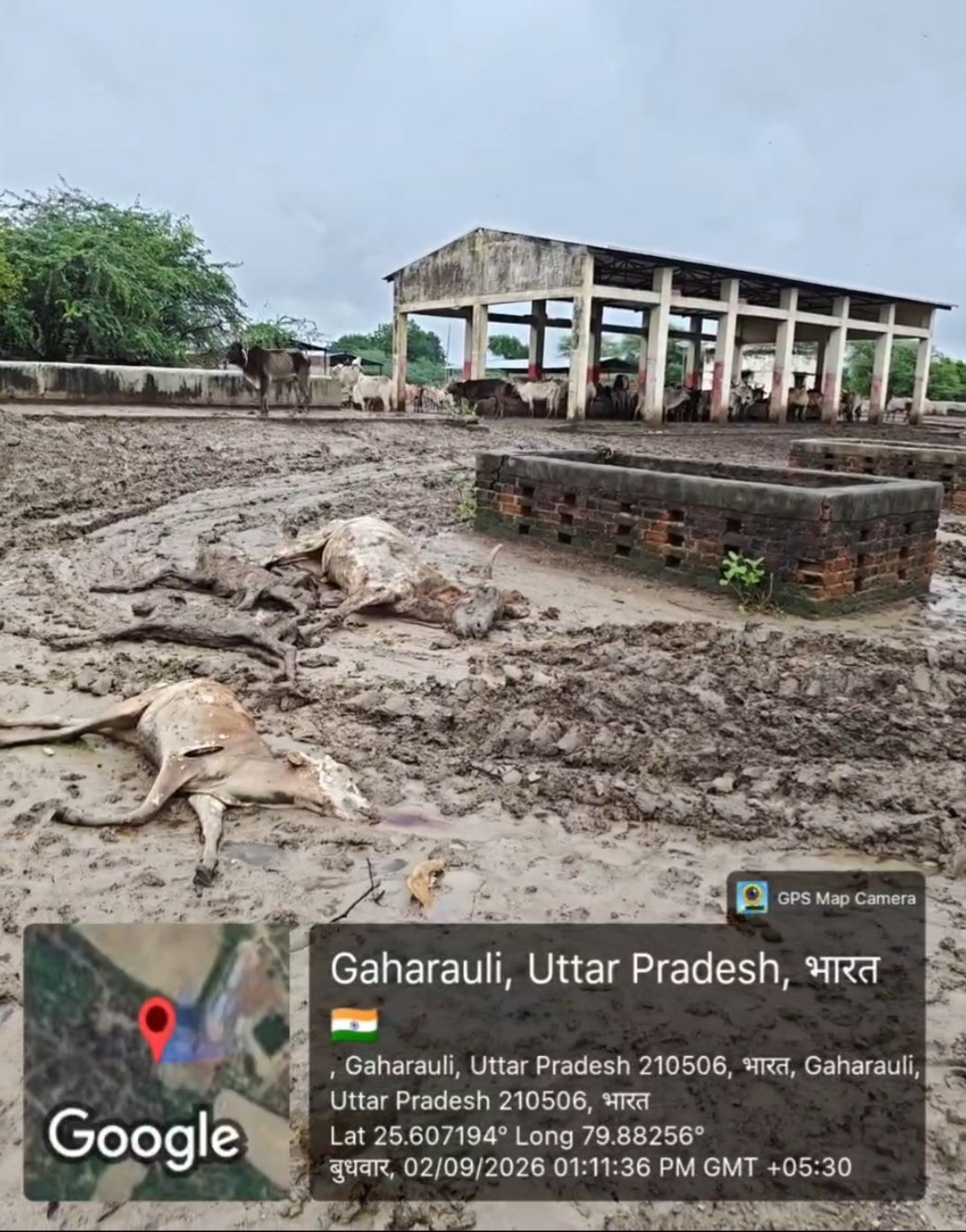ब्रेकिंग न्यूज | *गौशाला में मौतों के बाद जांच, ग्रामीणों को अंदर जाने से रोका तो उठे सवाल* *खबर प्रसारित होने के बाद जागे अधिकारी, बीडीओ बोले—*बहुत दलदल था इंसान फंस जाएगा तो ज