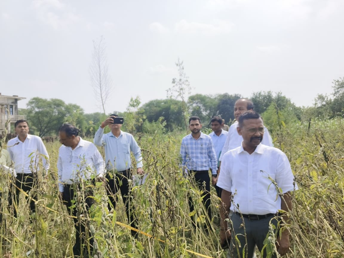 हमीरपुर :डीएम ने कुछेक्षा में तिल की क्रॉप कटिंग का किया स्थलीय निरीक्षण, 5 किलो 100 ग्राम उपज दर्ज